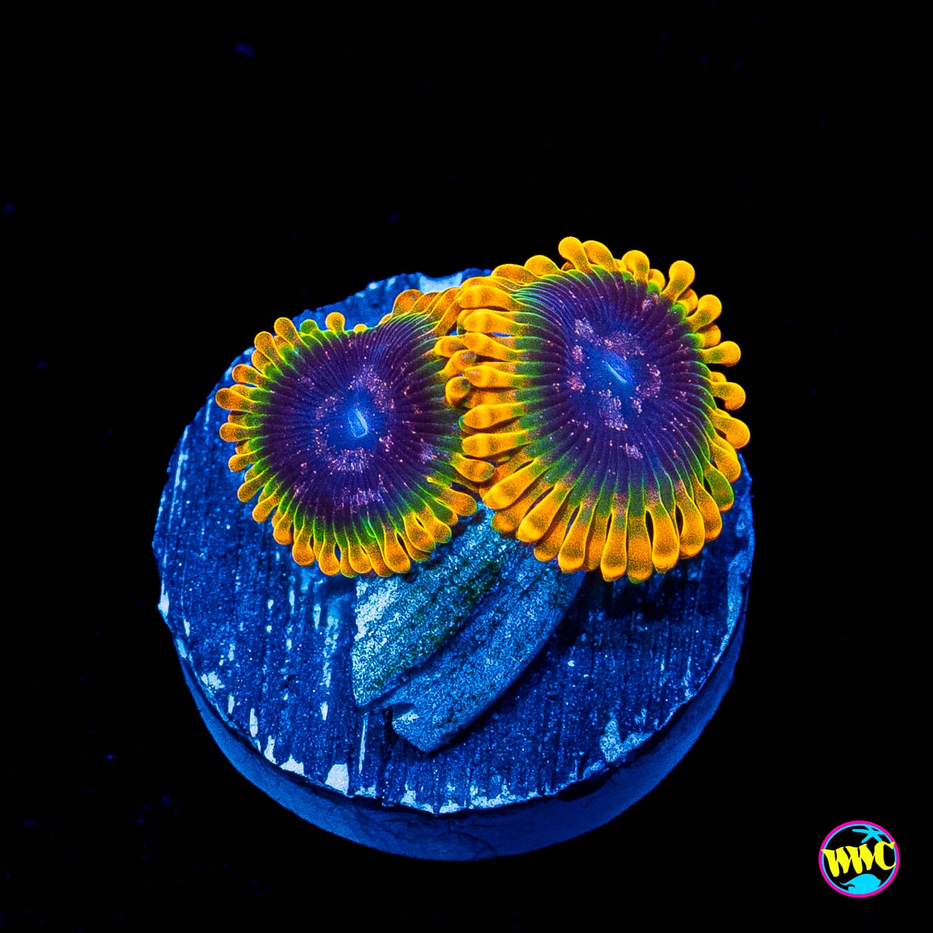 Jason Fox Acid Reflux Zoanthids