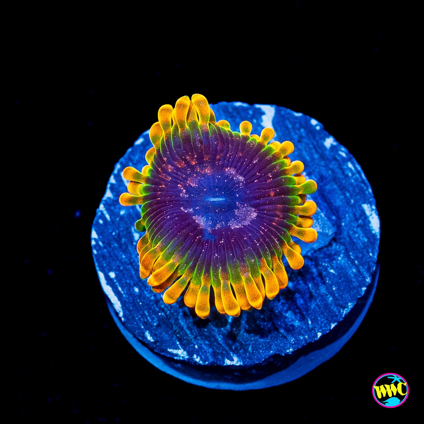 Jason Fox Acid Reflux Zoanthids