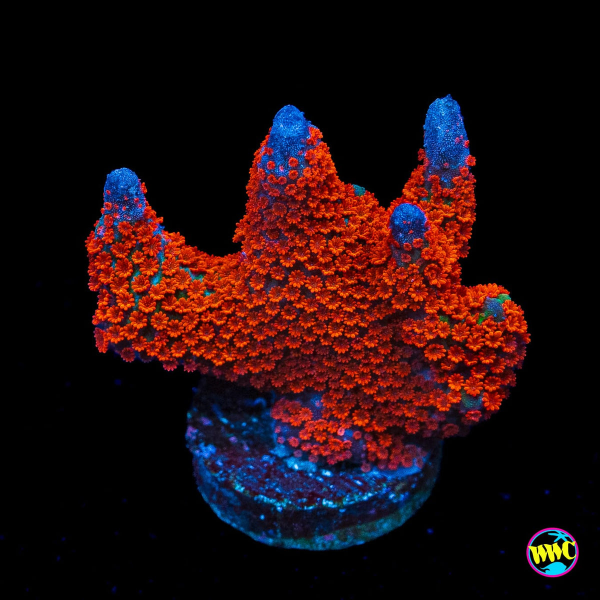 Forest Fire Digitata Montipora