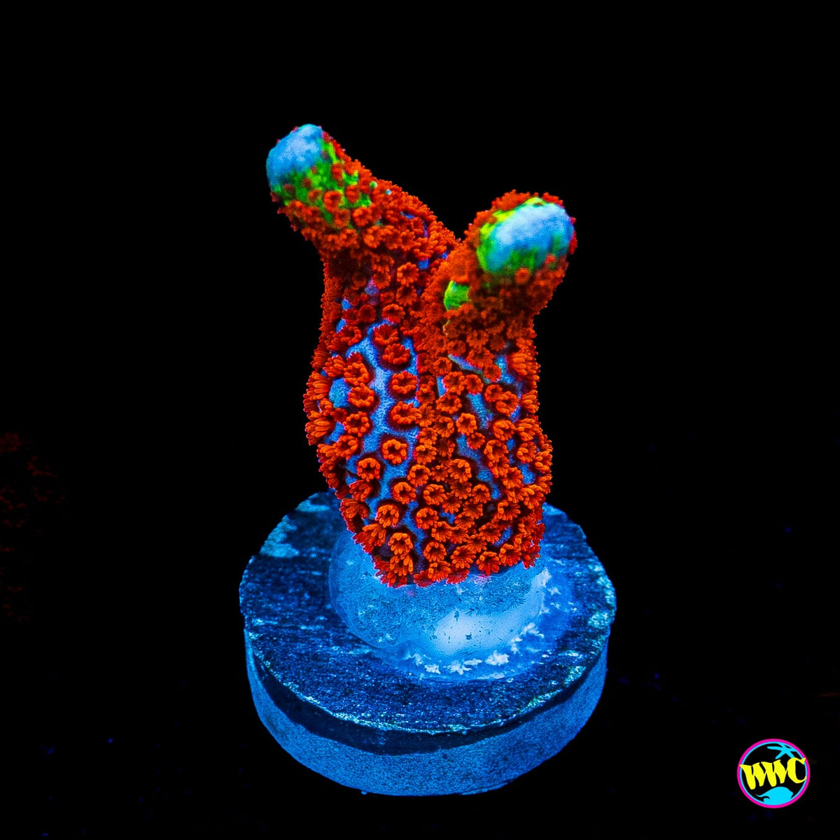 Bubblegum Digitata Montipora