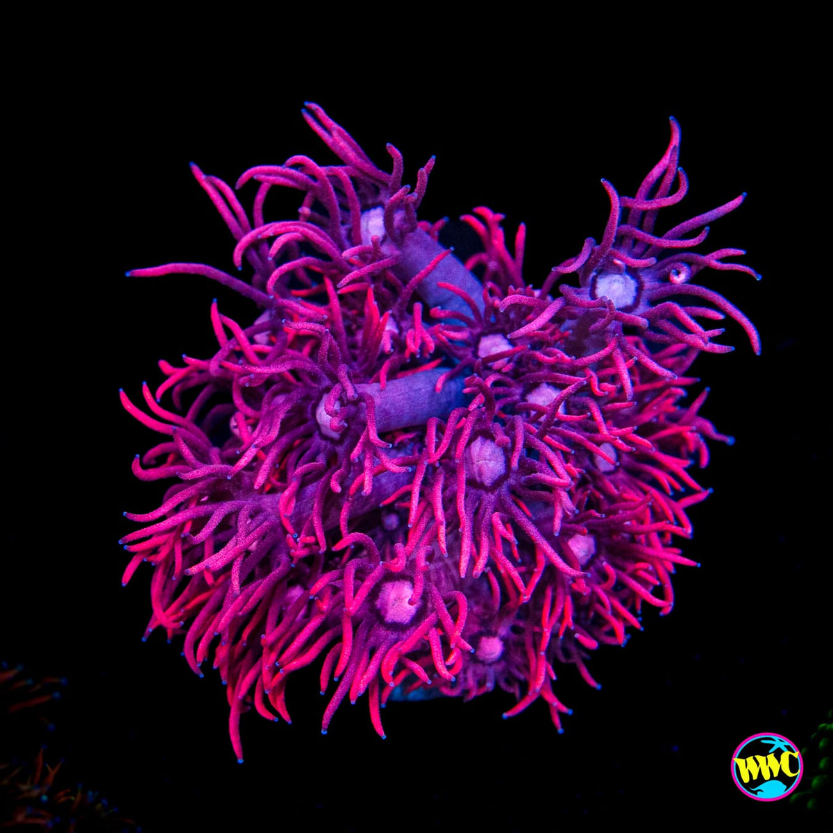 WWC Pink Lady Goniopora