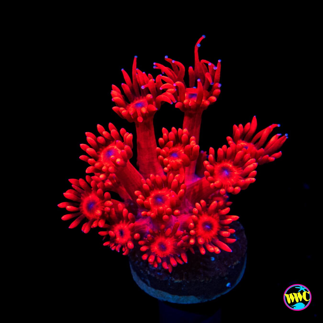 Ragin Rojo Goniopora