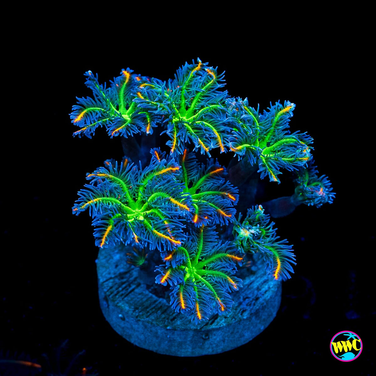 WWC High Voltage Clove Polyps