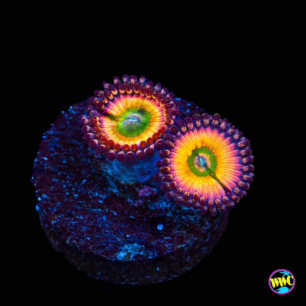 Tyree Rainbow Infusion Zoanthids