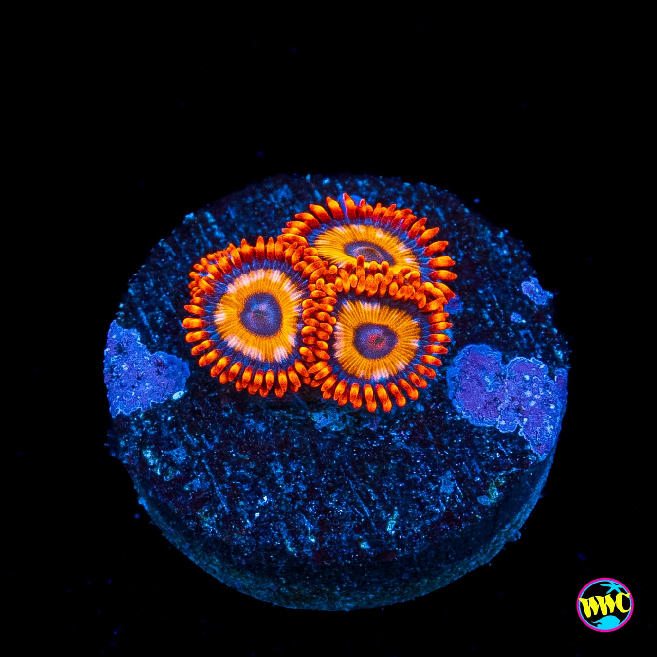 Oxide Zoanthids
