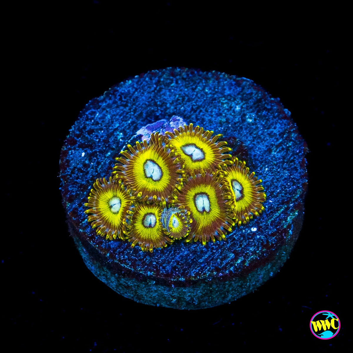Pikachuz Zoanthids