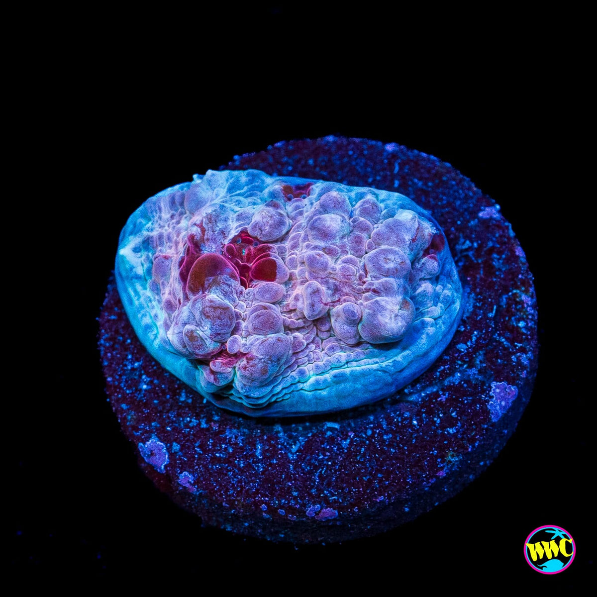 WWC Freezer Burn Bounce Chalice
