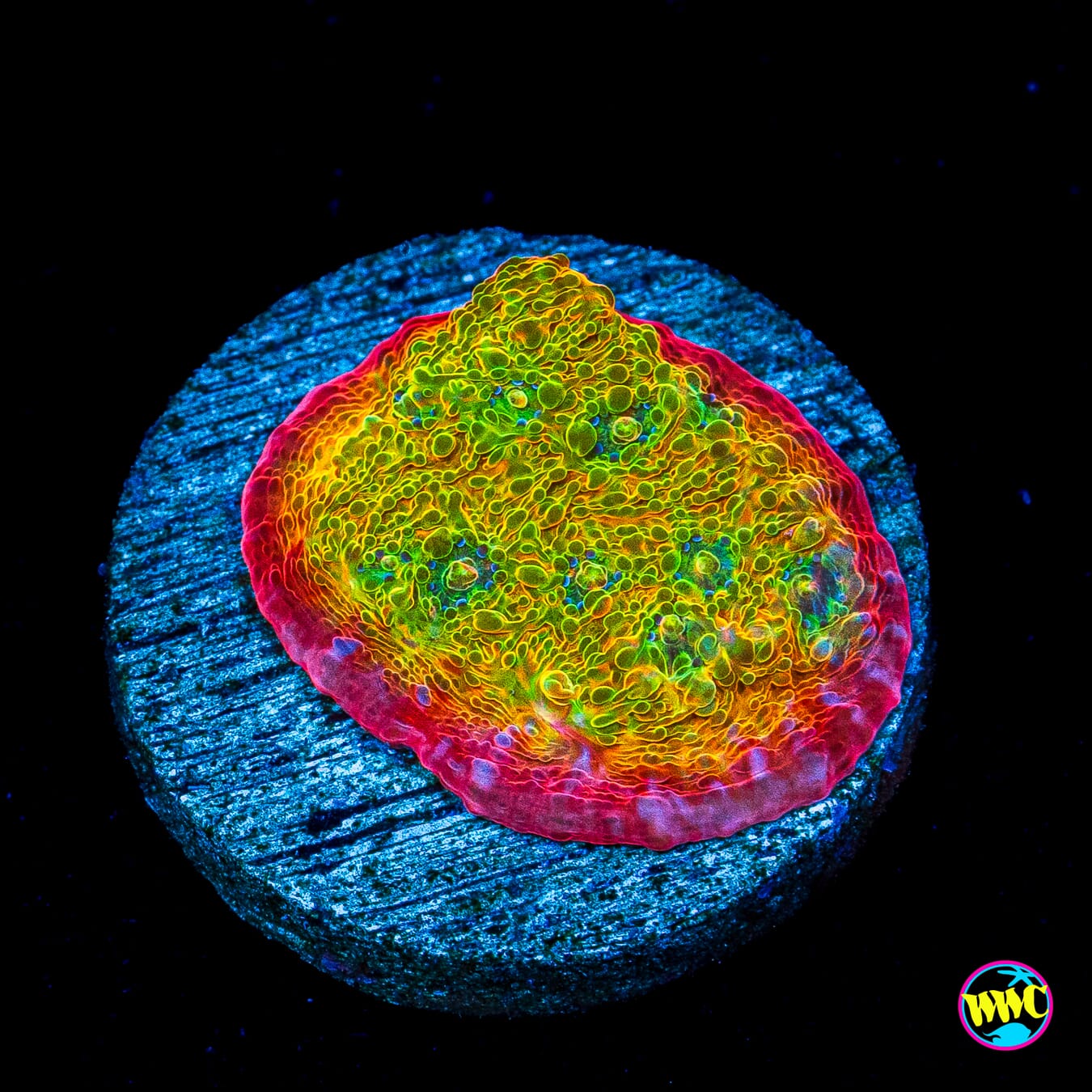 POTO Rainbow Peacock Chalice