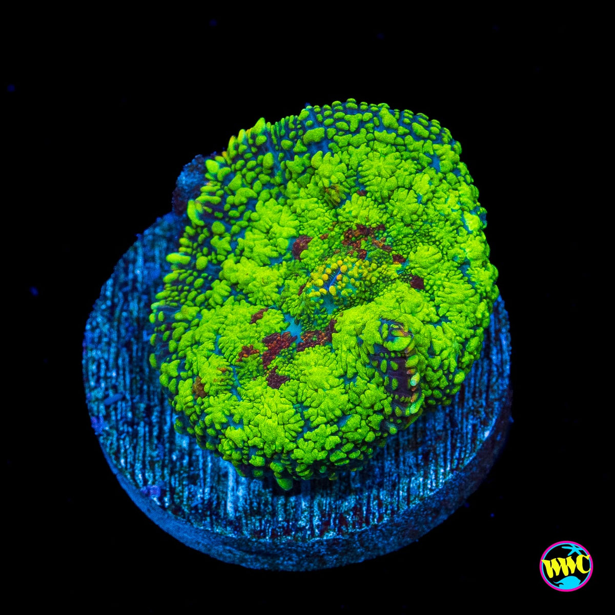 Tropical Luau Rhodactis Mushroom