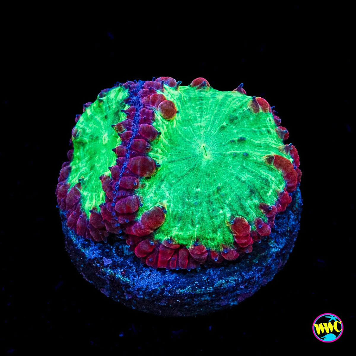 Area 51 Blastomussa