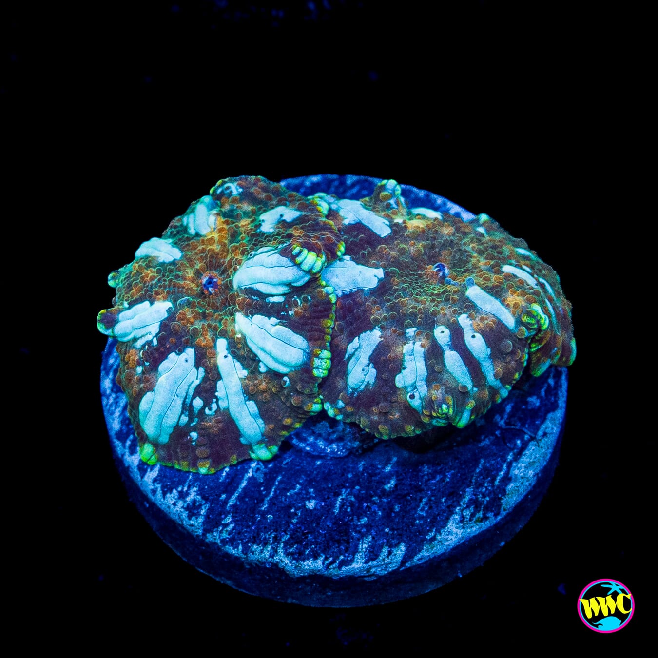 Double Interstellar Iguana Disco Mushroom