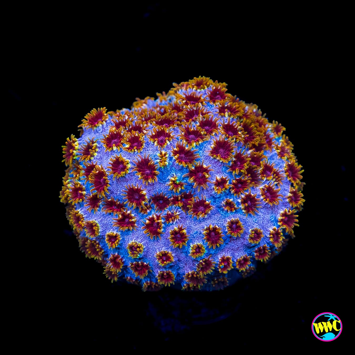 WWC Skittlez Bomb Cyphastrea