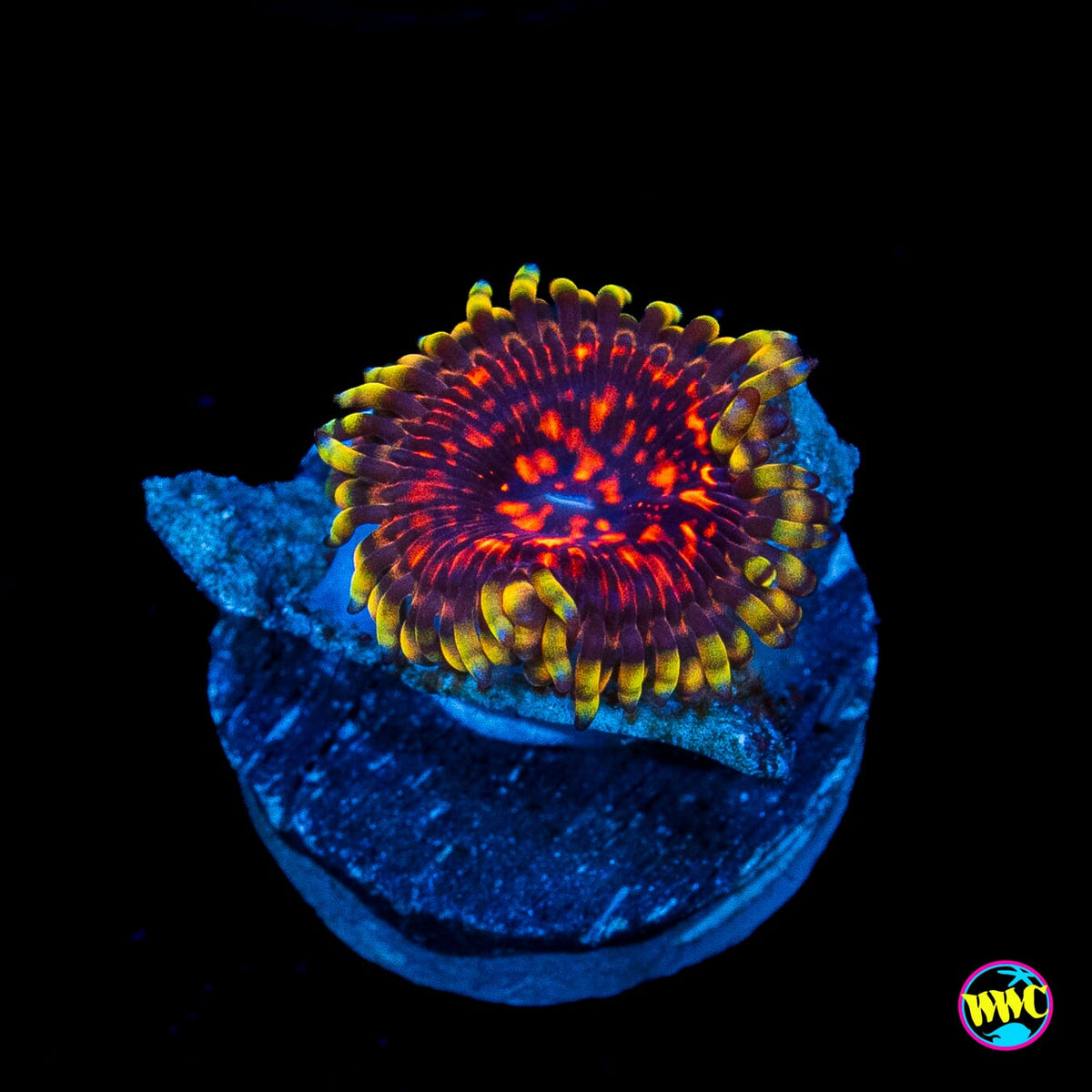 CC Flaming Brohican Zoanthids
