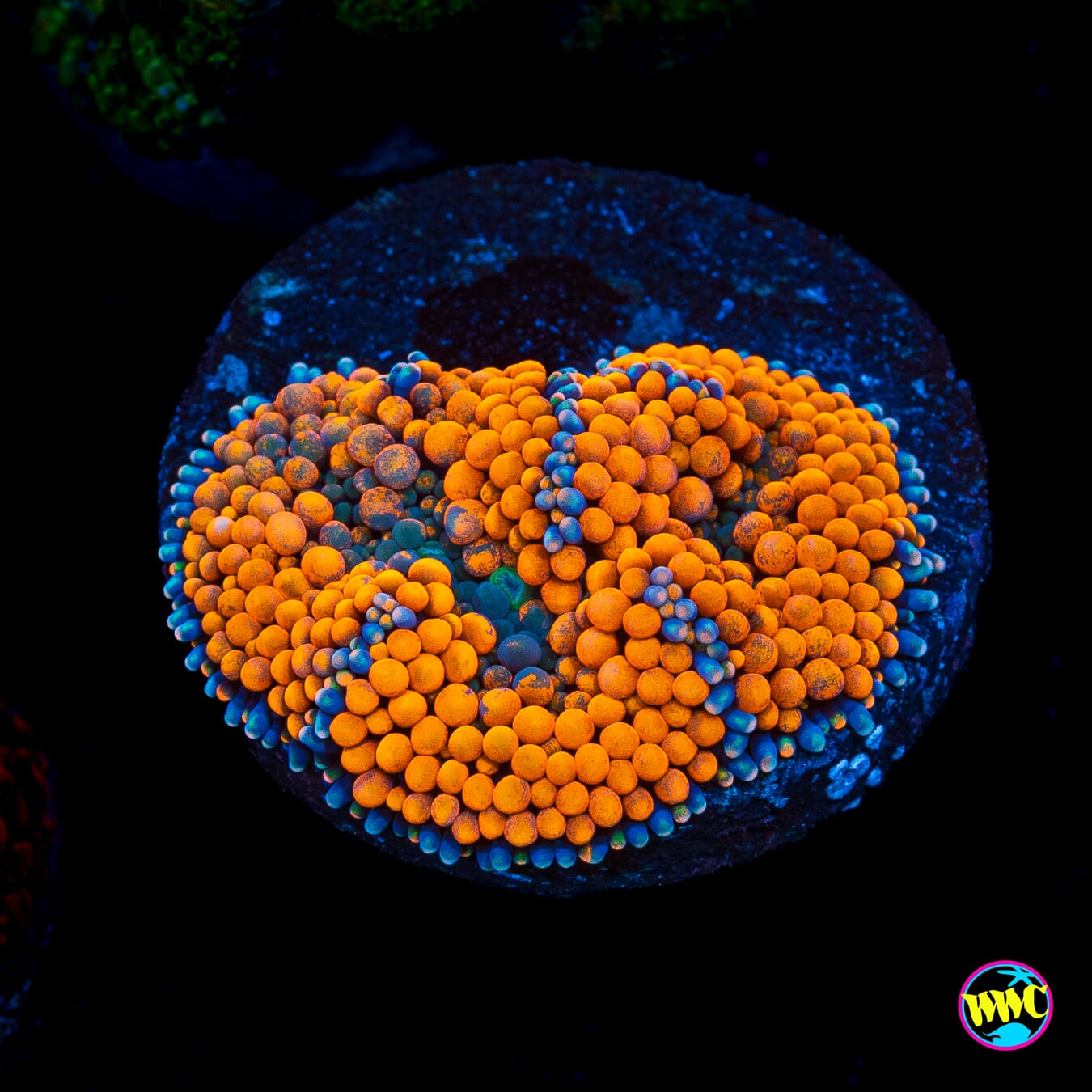 Serendipity Ricordea Mushroom