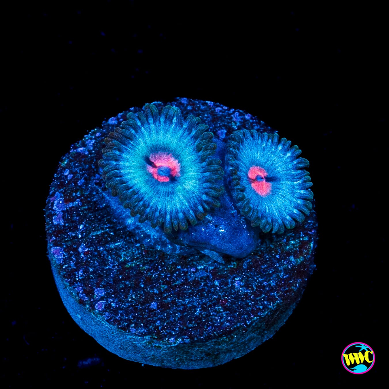 Miami Vice Zoanthids