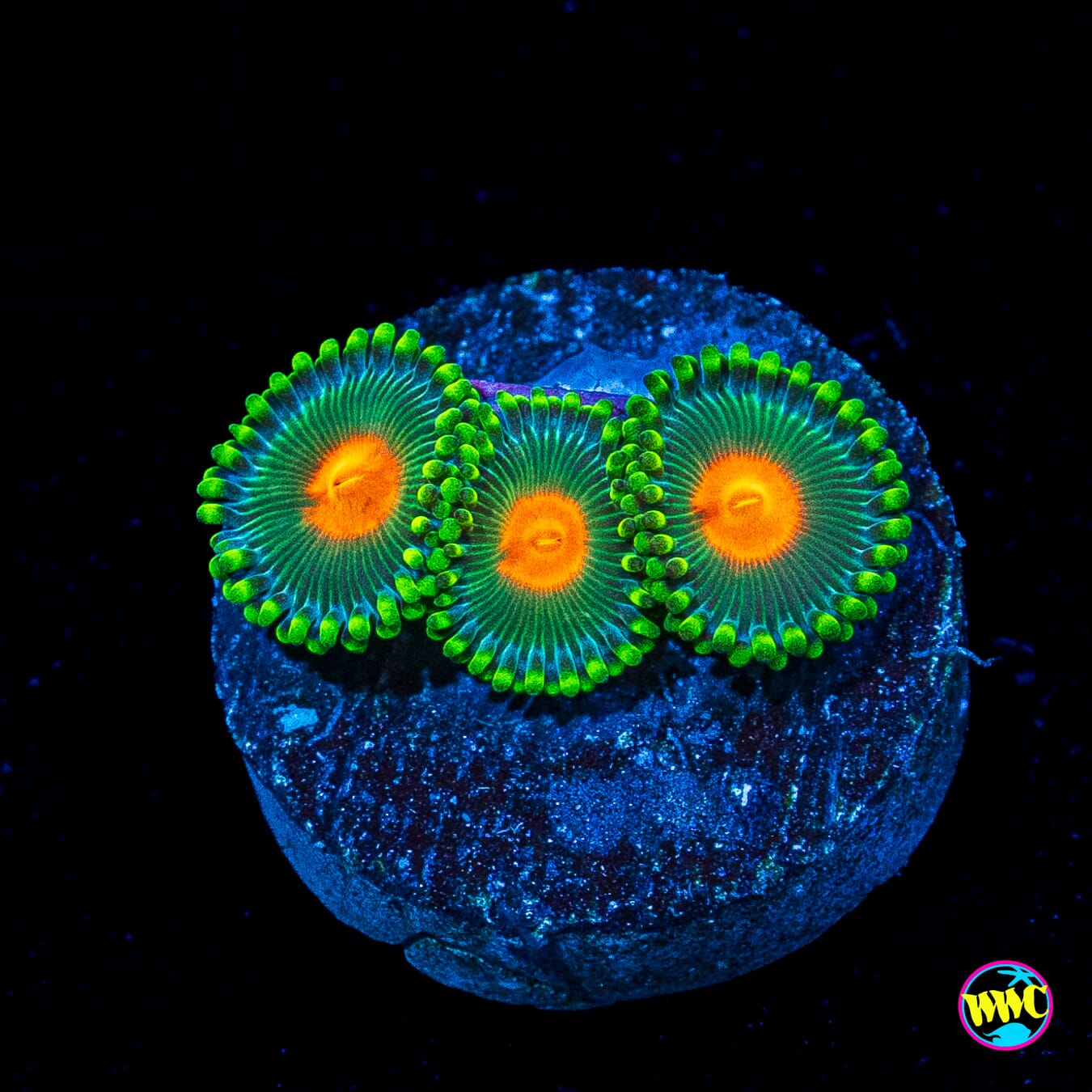 WWC Campfire Zoanthids
