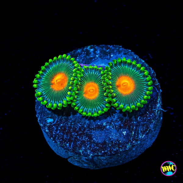A*i様 SaltyStyleSTES-862MLS-KR ダイワfreams3 WWC Campfire Zoanthids