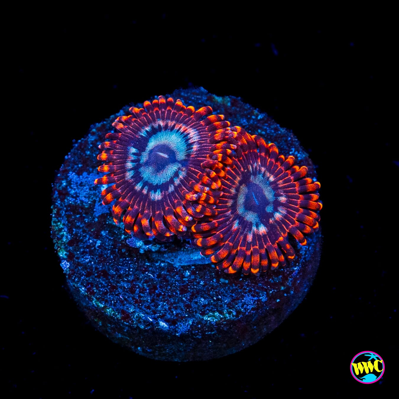 Utter Peace Zoanthids