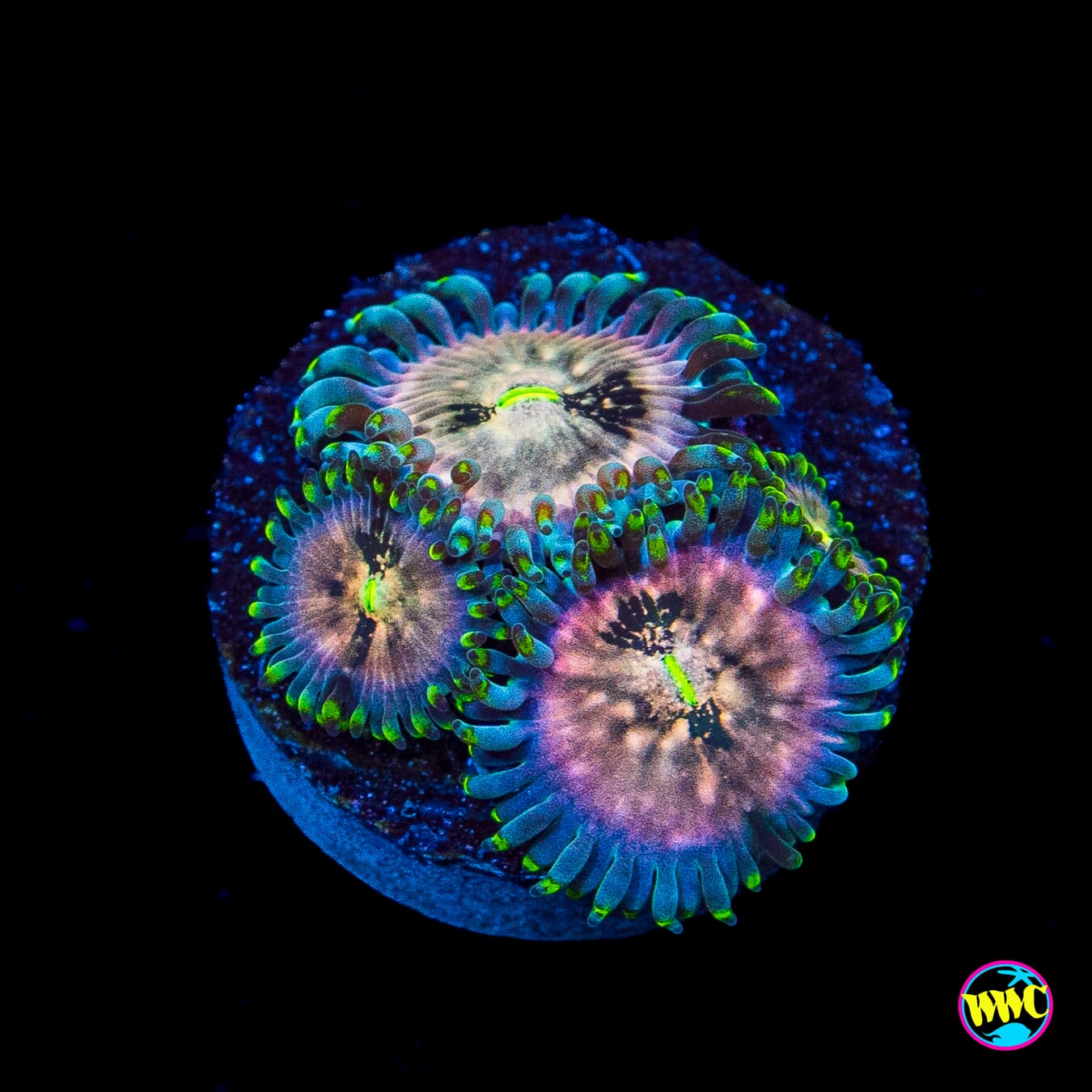 Hawaiian Ding Dang Zoanthids