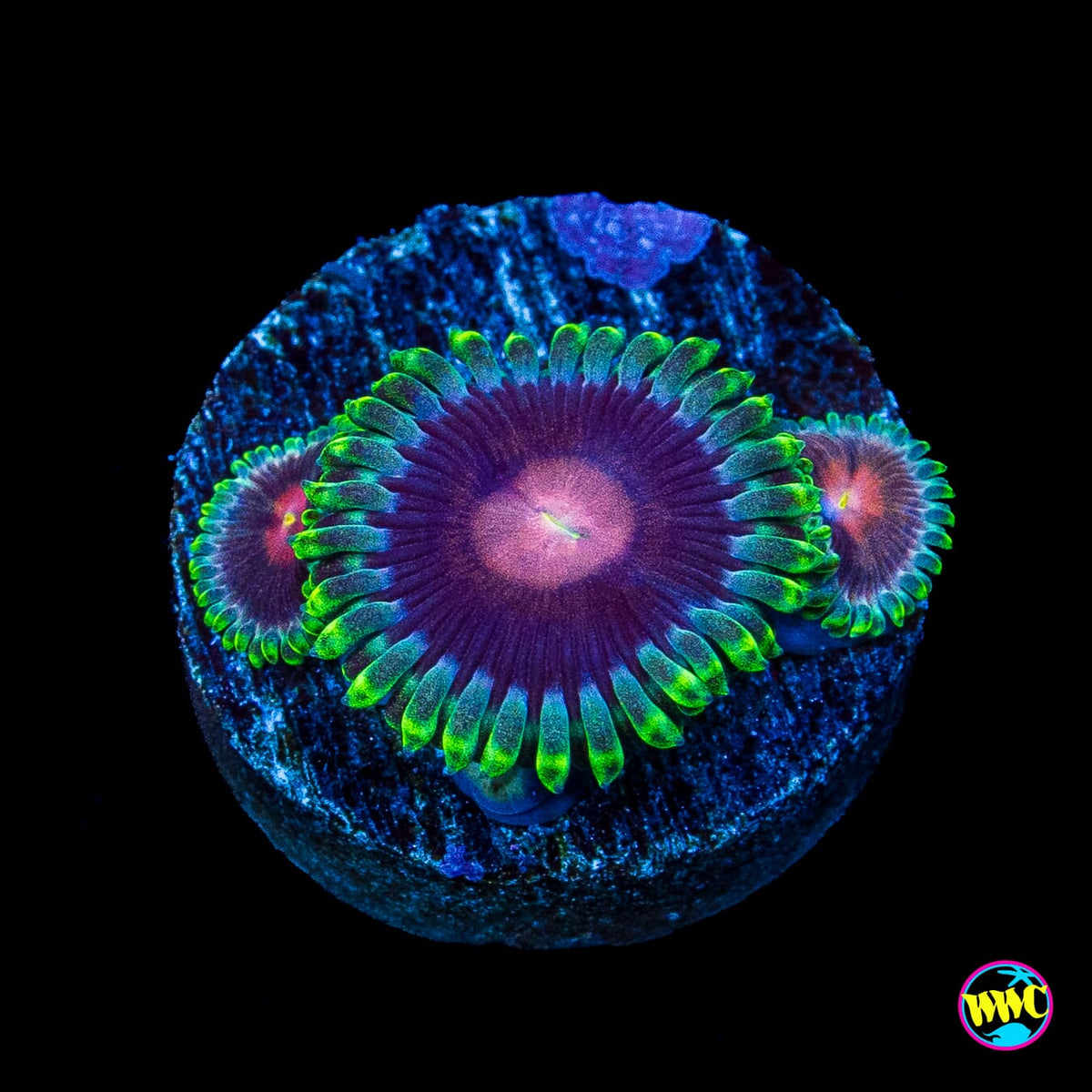 WWC Lucky Kentucky Zoanthids