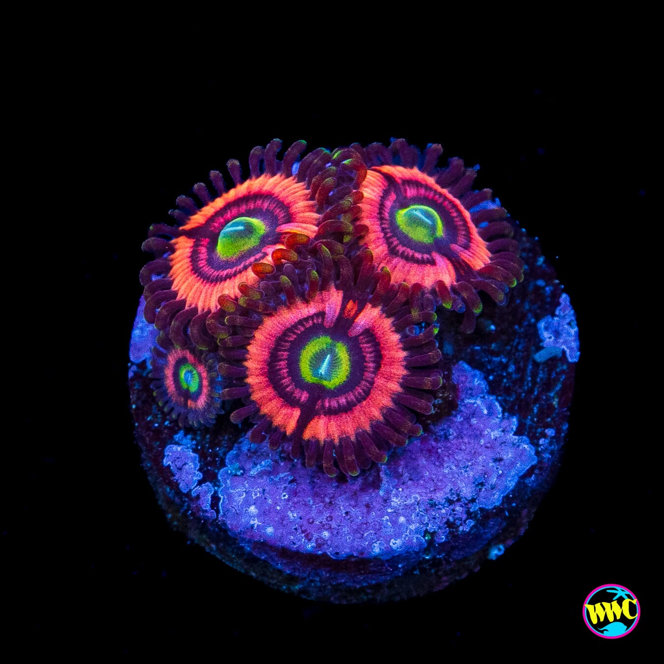 WWC Ultimate Bubblegum Pink Zoanthids