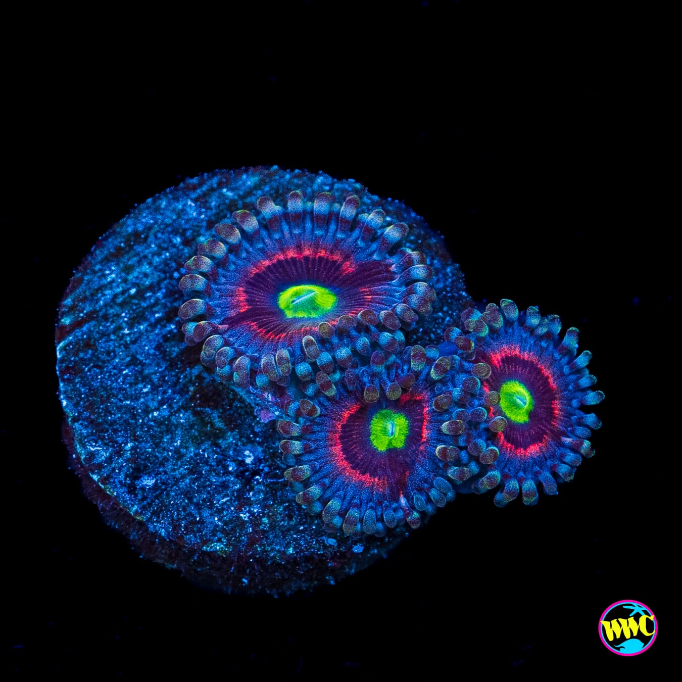 Pink Ring of Death Zoanthids
