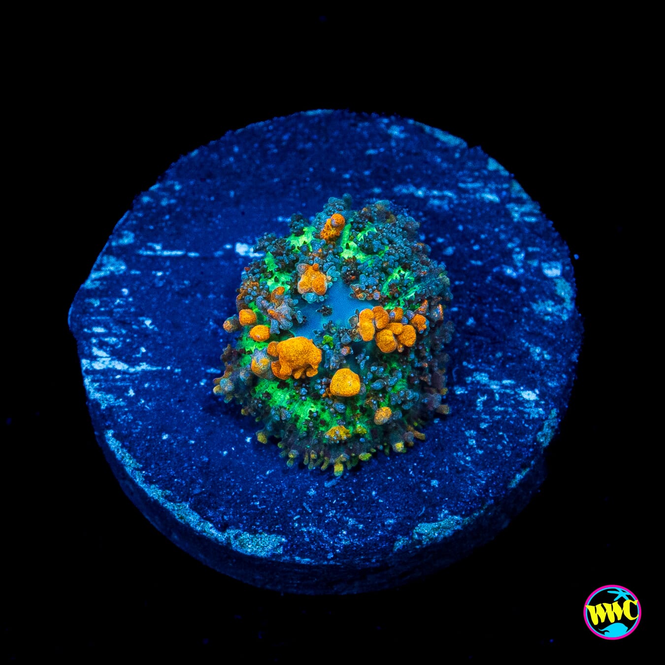 WWC Sunkist Bounce Mushroom