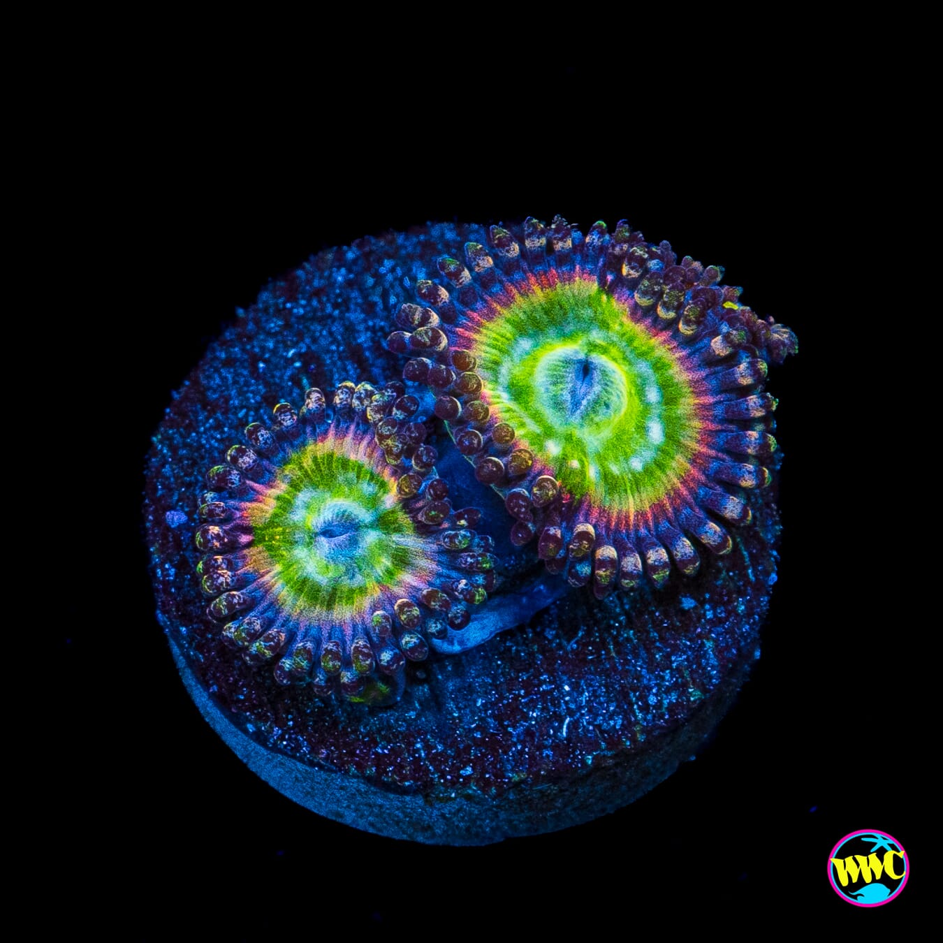 Rainbow Troll Zoanthids