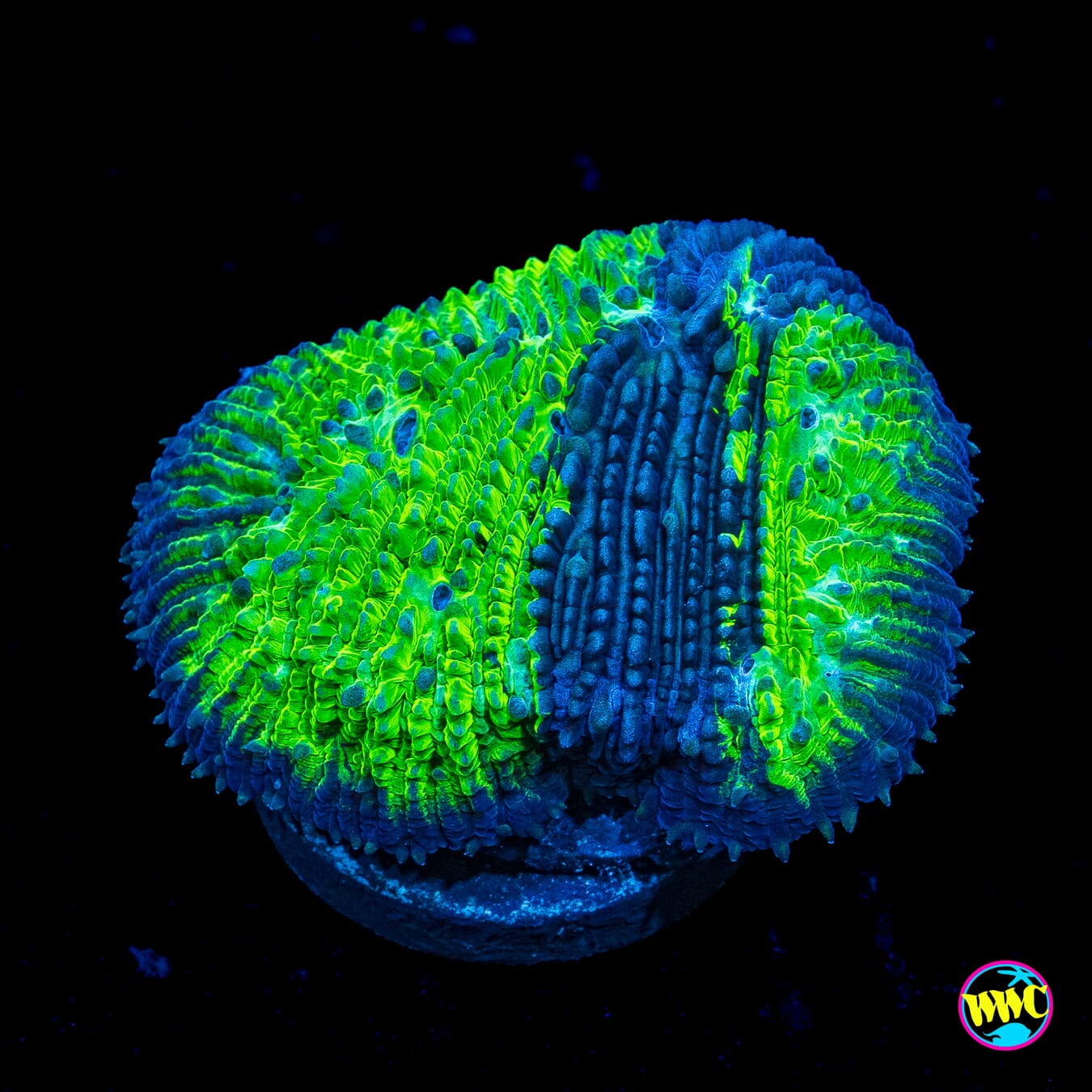 WWC Treefrog Tongue Coral