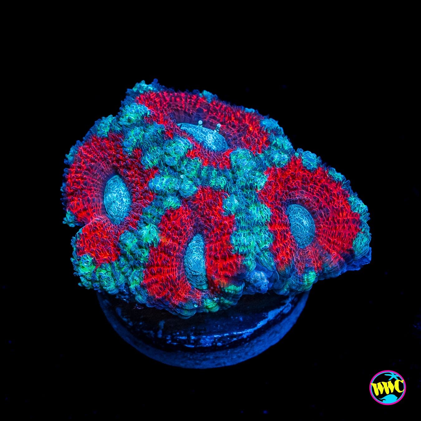 Teal Explosion Aussie Lord