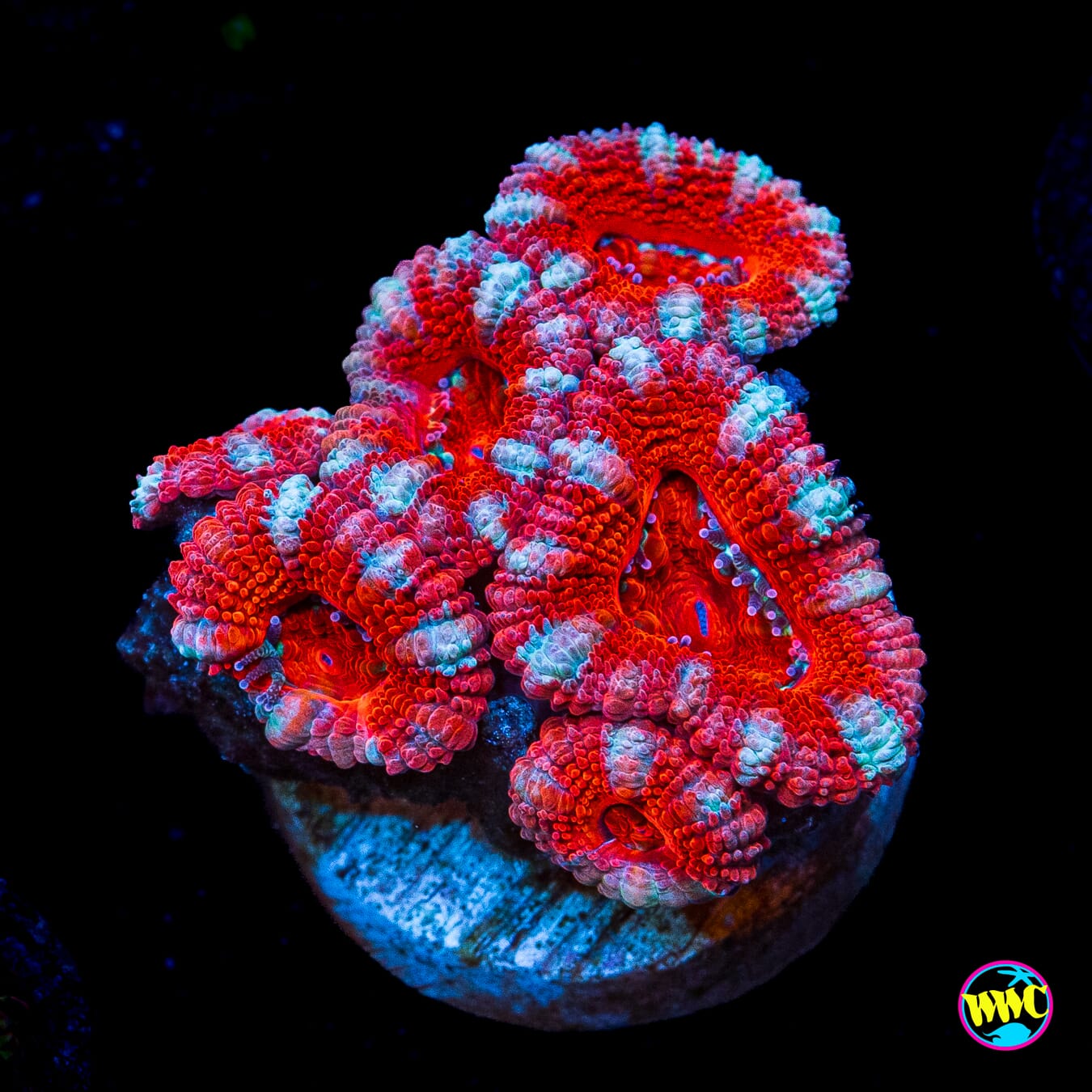Peppermint Aussie Lord