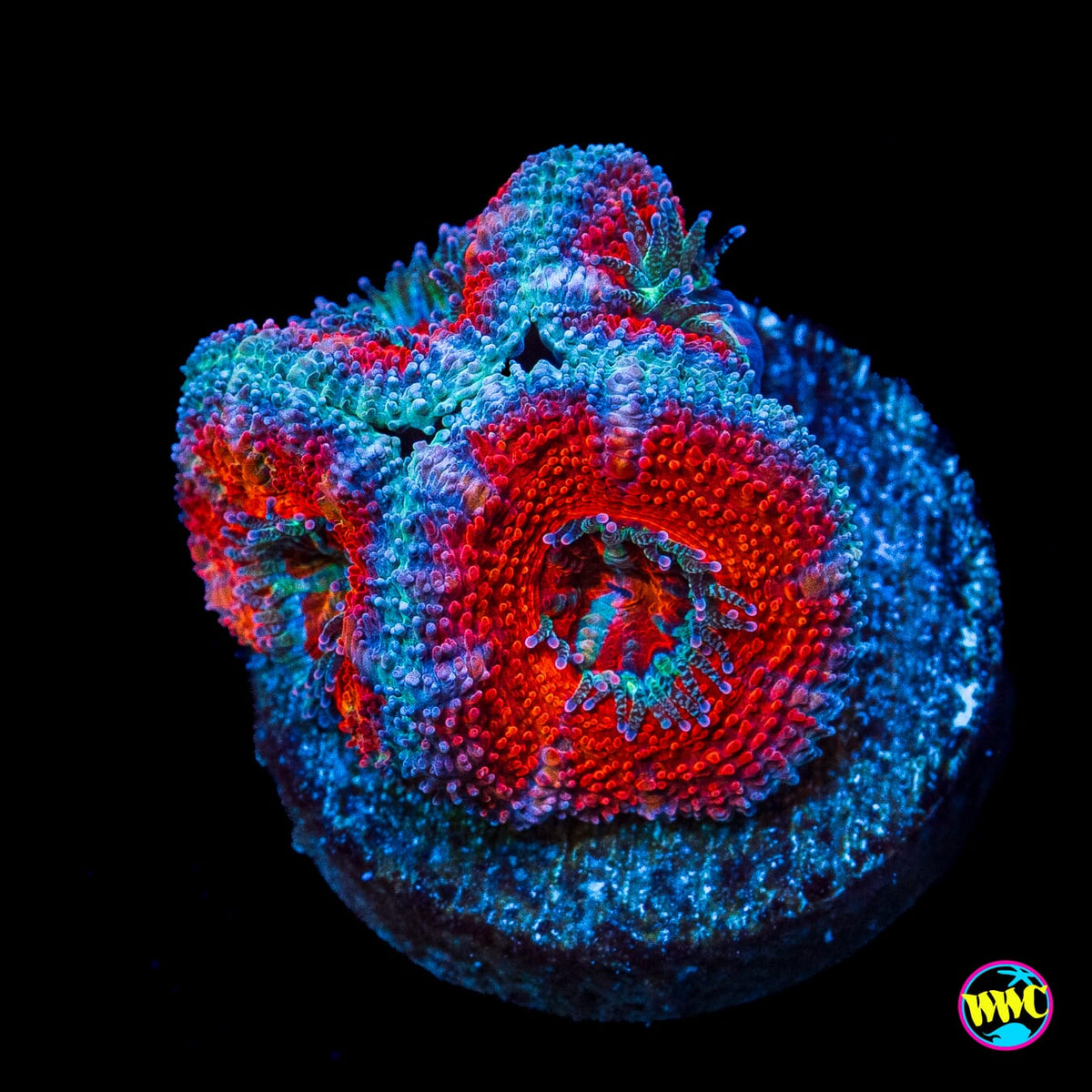 Blue Ring Aussie Lord