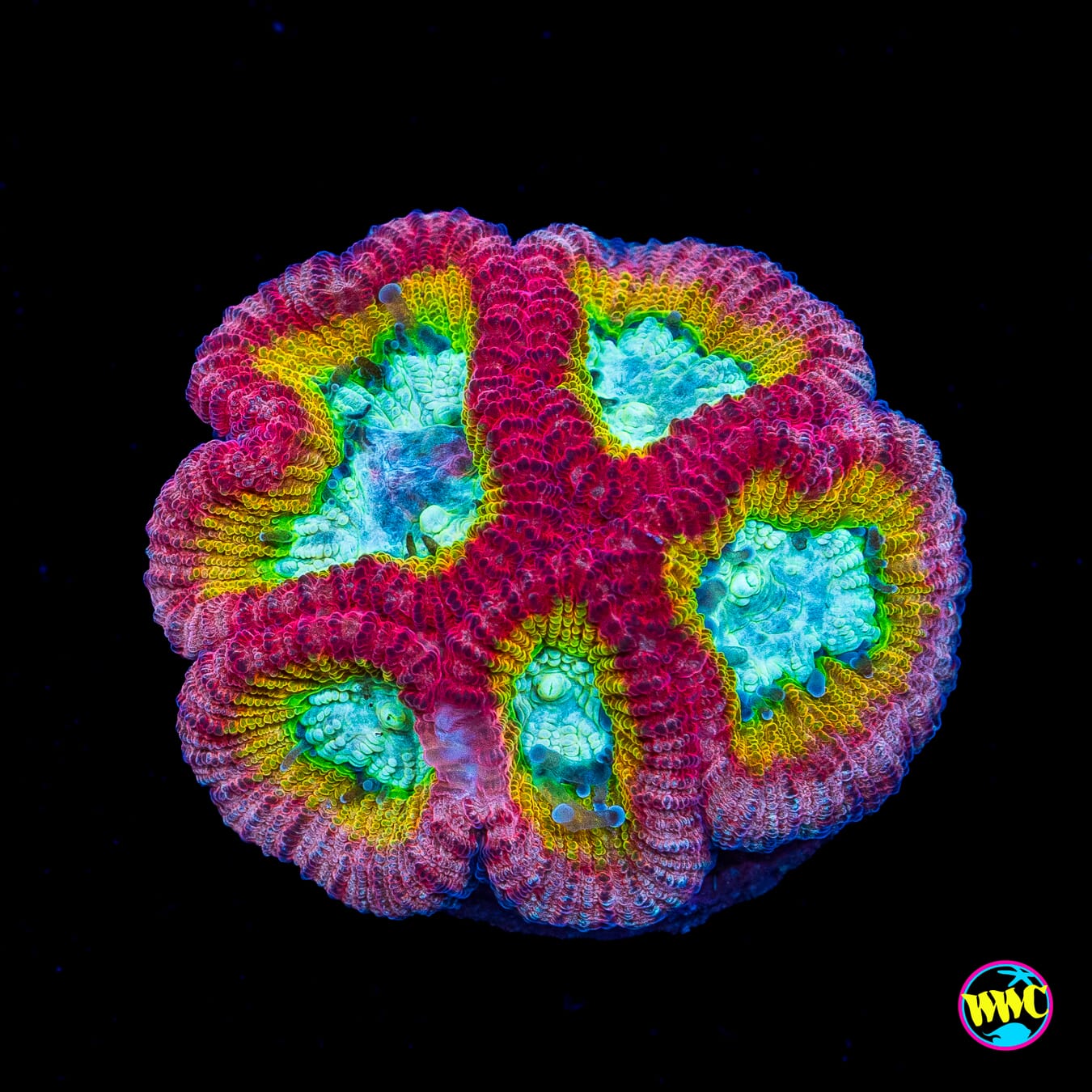WWC Fantasmo Favia