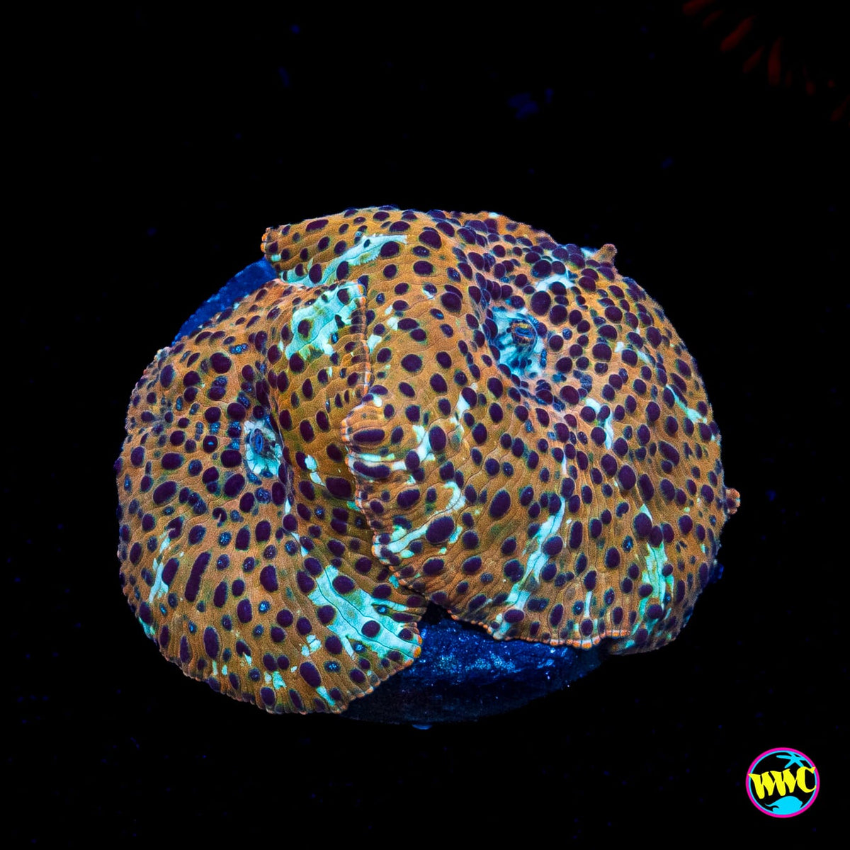 Tiger Eye Disco Mushroom