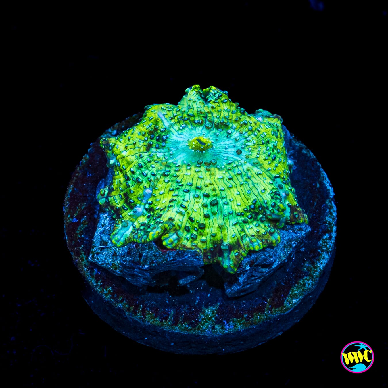 Lemon Lime Tree Disco Mushroom