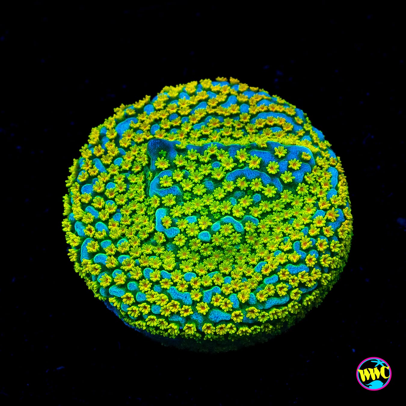 Jason Fox Fruity Pebbles Montipora