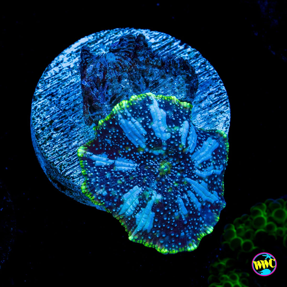 Iceman Disco Mushroom
