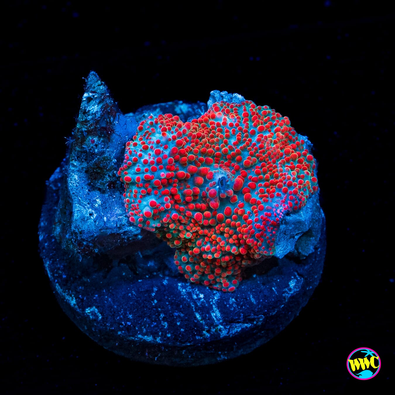 Red Interstellar Disco Mushroom