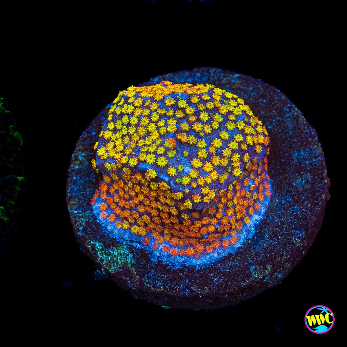 Rainbow Montipora