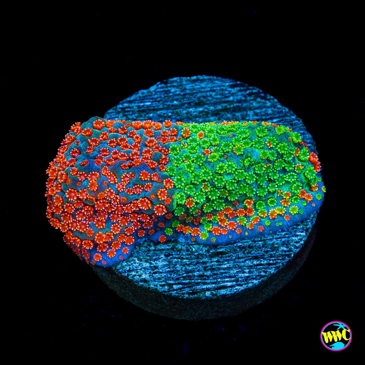 Jason Fox Dizzy Spell Montipora