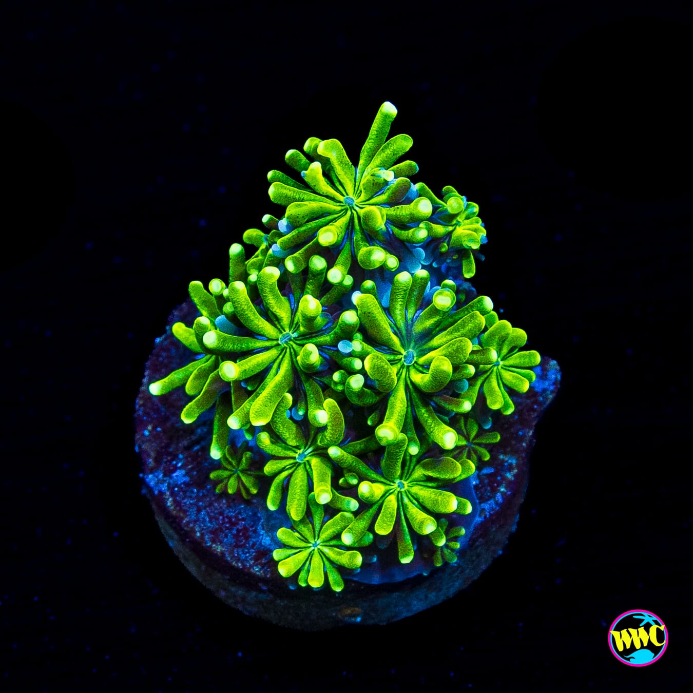 WWC Lemonade Galaxea