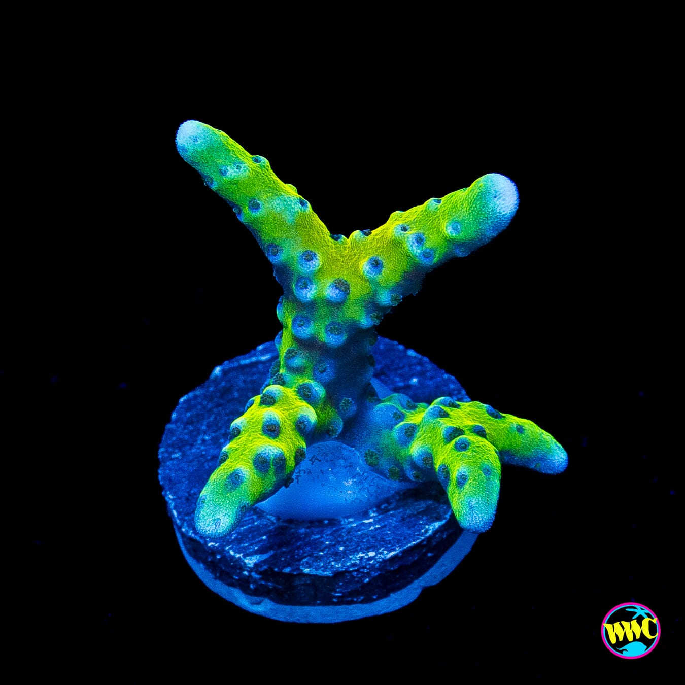 Goldenrod Anacropora