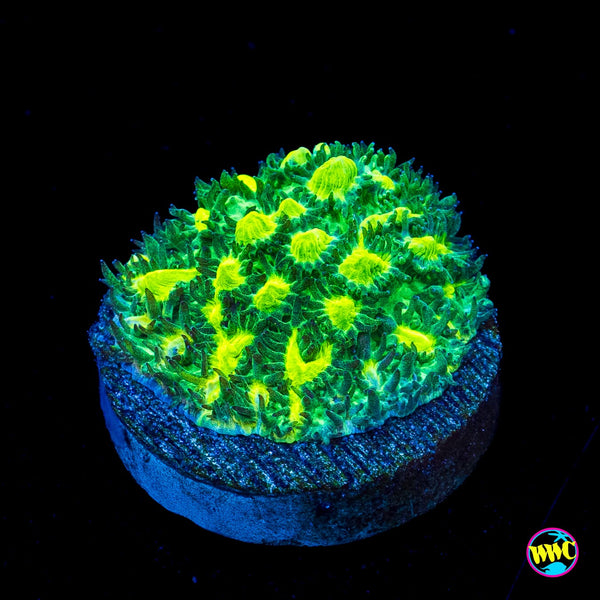 Jason Fox Limelight Hydnophora