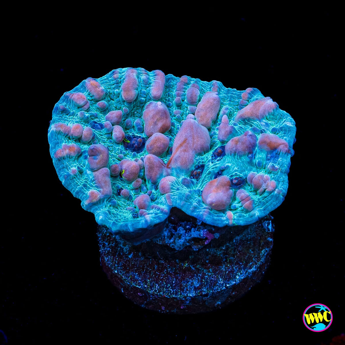 WWC Cosmic Candy Bounce Chalice