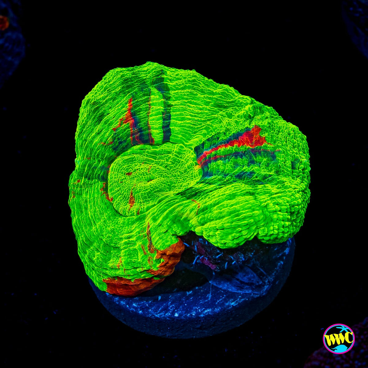 Super Bleeding Apple Scolymia