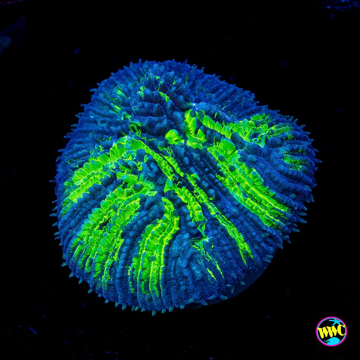 WWC Treefrog Tongue Coral