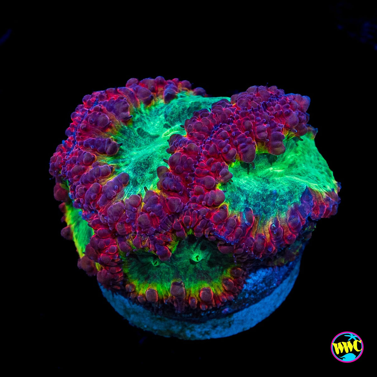 Intergalactic Explosion Blastomussa