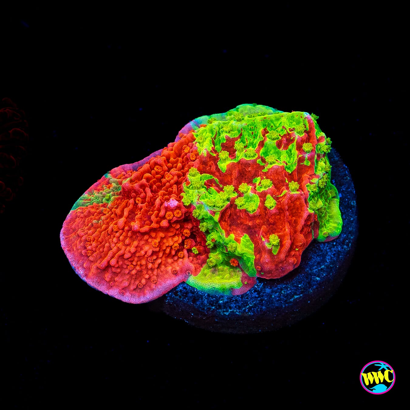 WWC Triple Threat Grafted Montipora