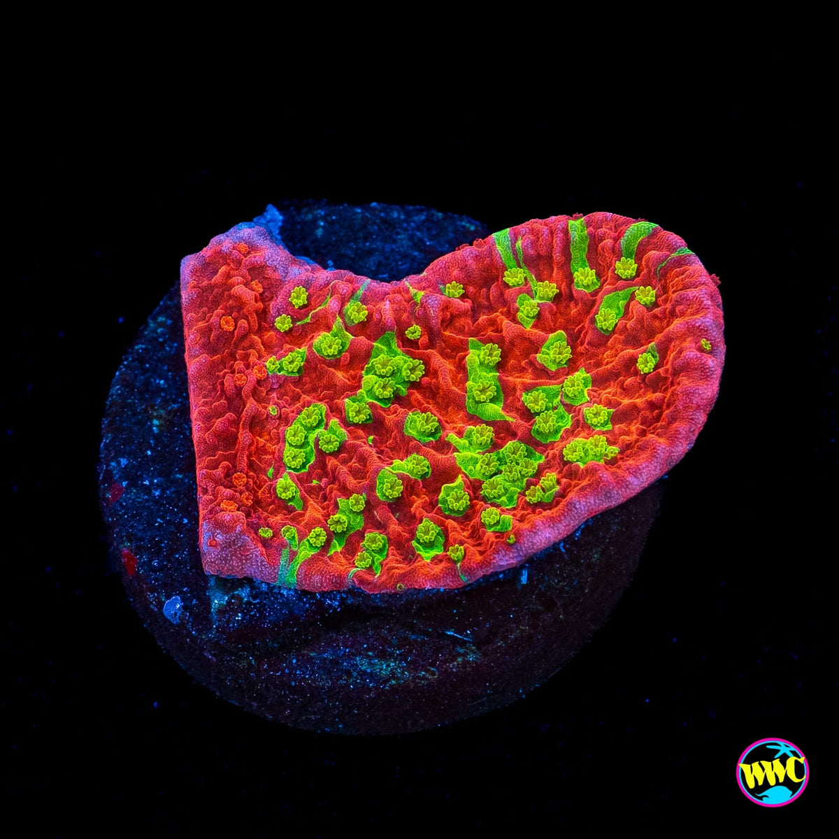 WWC Jaw Breaker Grafted Cap Montipora