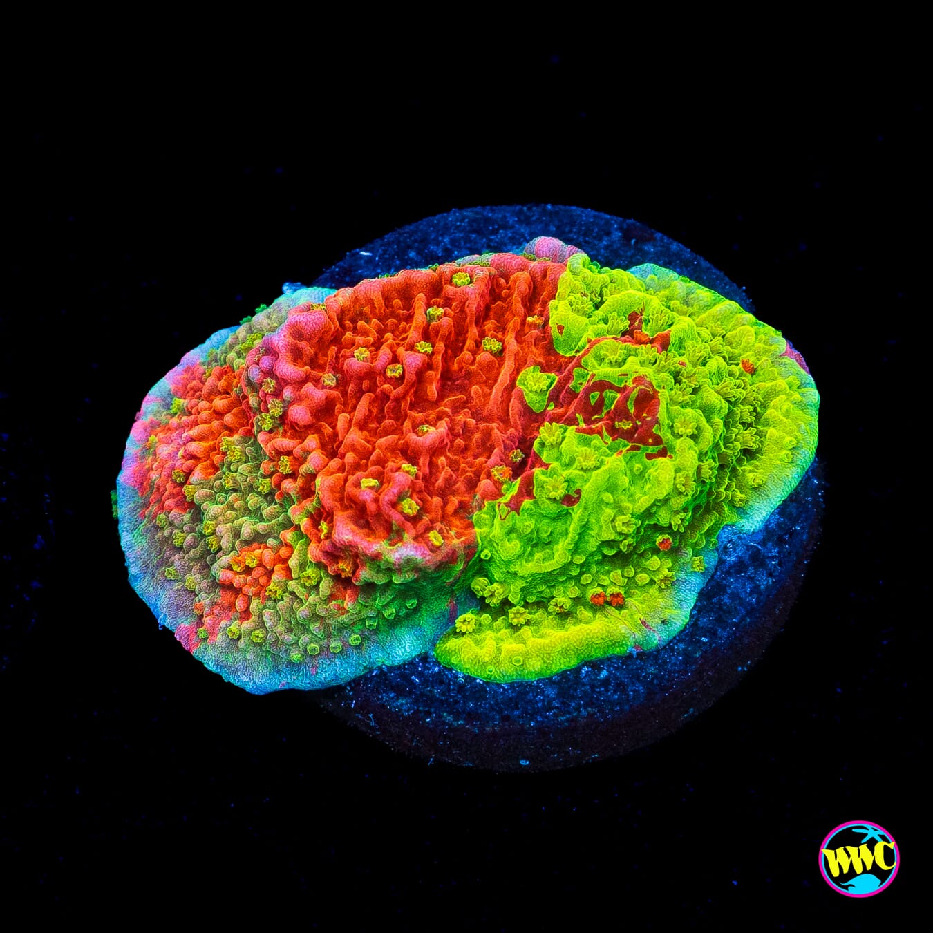 WWC Triple Threat Grafted Montipora